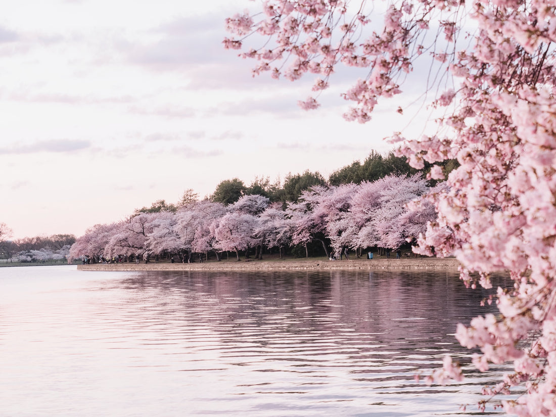 Basho's Spring Haiku: Celebrating the Beauty of the Season